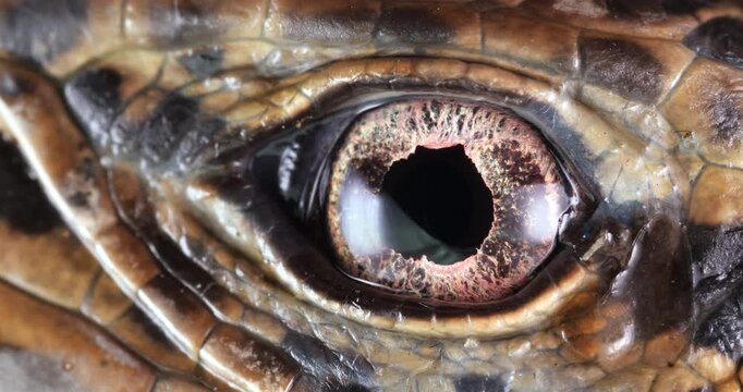 Close-up of of Tegu lizard eye (Tupinambis cuzcoensis)  blinking. The nictitating membrane is crossing the eye.  In rainforest, Yasuni National Park, Orellana province, the Ecuadorian Amazon.