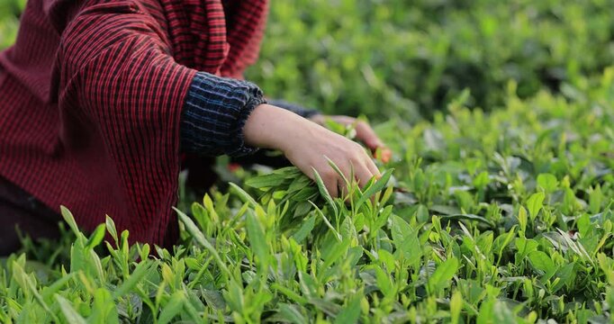 Asian woman picking green tea shoots  in spring tea farm