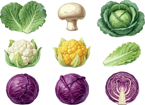 Fresh Healthy Vegetables Collection Vector Illustration with Cabbage Cauliflower Mushroom Lettuce and Purple Cabbage Elements Isolated on White Background