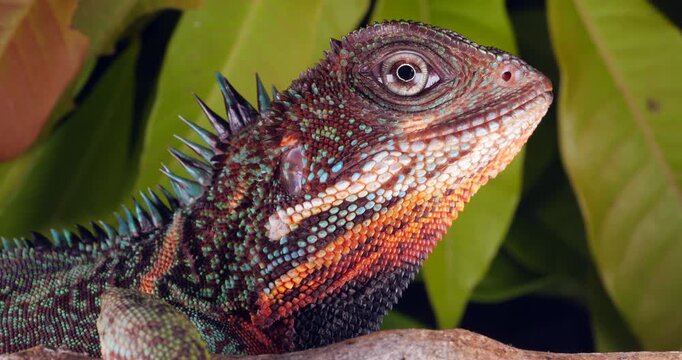 Amazon forest dragon (Enyalioides laticeps), close-up of head. From rainforest in Yasuni National Park, Orellana province, in the Ecuadorian Amazon.