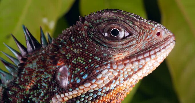 Amazon forest dragon (Enyalioides laticeps), close-up of head. From rainforest in Yasuni National Park, Orellana province, in the Ecuadorian Amazon.