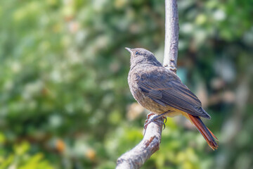 Młoda pleszka (zwyczajna) (Phoenicurus phoenicurus) © Janusz Lipiński