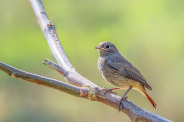Młoda pleszka (zwyczajna) (Phoenicurus phoenicurus) © Janusz Lipiński