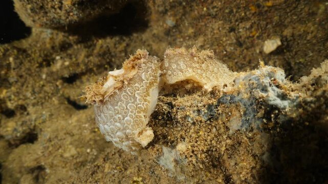 umbraculum umbraculum sea snail nudybranch mating underwater