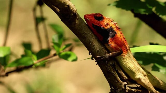 Closeup video of a male Oriental garden lizard displaying vibrant breeding colors while performing characteristic pushup behavior on a tree branch during a summer morning in Himachal Pradesh, India.