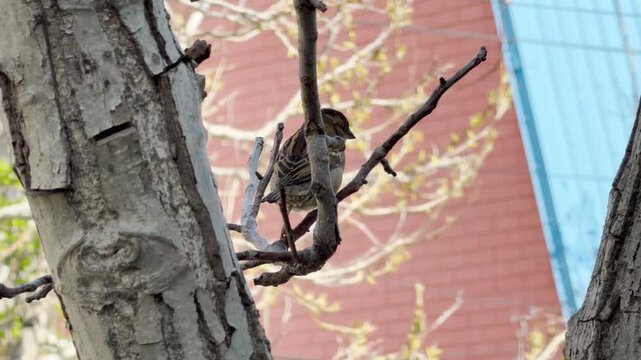 A tiny brown sparrow sits quietly on a thin branch next to a large tree trunk. The scene feels peaceful and curious as the bird watches its surroundings in the city.