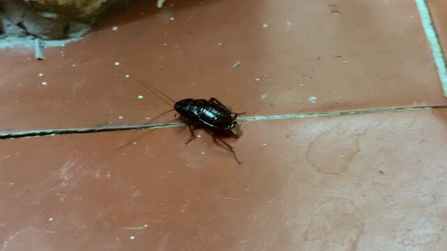 A dark, glossy cockroach moves quickly over a weathered red tile surface. The sight of this common pest indoors often triggers a feeling of unease or sudden alarm.