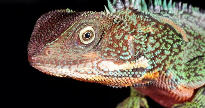 Amazon forest dragon (Enyalioides laticeps), close-up of head. From rainforest in Yasuni National Park, Orellana province, in the Ecuadorian Amazon.