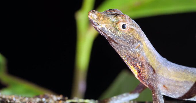 Yellow-tongued Anole lizard (Anolis scypheus). From rainforest in Yasuni National Park, Orellana province, in the Ecuadorian Amazon.