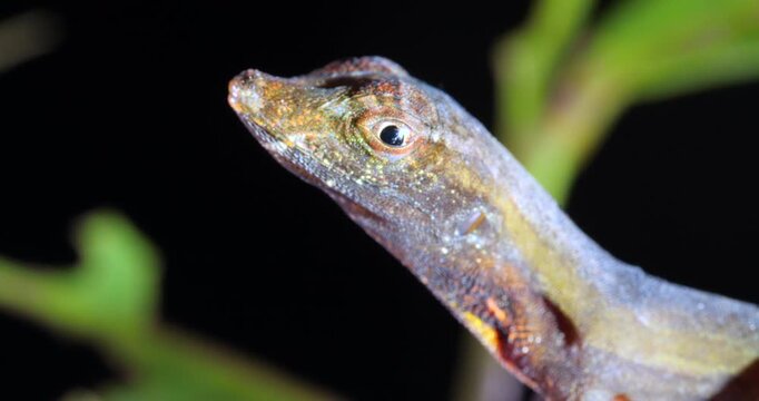 Yellow-tongued Anole lizard (Anolis scypheus). From rainforest in Yasuni National Park, Orellana province, in the Ecuadorian Amazon.