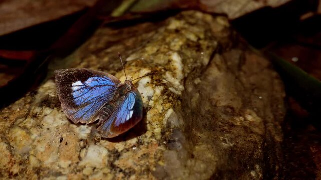 Closeup wildlife footage showing Arhopala ganesa puddling beside a fresh water stream in natural forest habitat during spring season in Himachal Pradesh, India.
