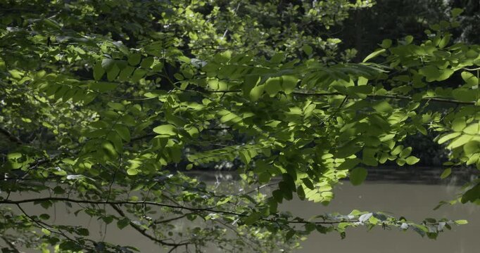 Spring colors and foliage, Auvergne, France.