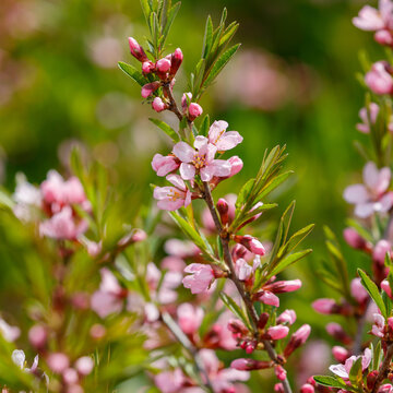 Steppe almond, or low almond, or dwarf almond , or laburnum ( lat. Prunus tenella ) is a shrub plant of the Rosaceae family