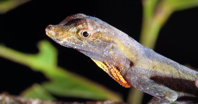 Yellow-tongued Anole lizard (Anolis scypheus). From rainforest in Yasuni National Park, Orellana province, in the Ecuadorian Amazon.
