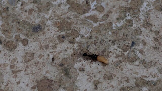 Macro closeup video showing a Himalayan harvester ant species collecting and carrying a rice grain toward its underground nest on dry ground during summer season in Himachal Pradesh, India.