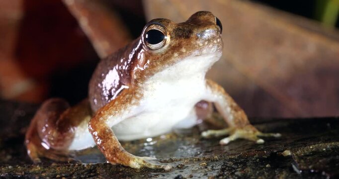Yasuni Rocket Frog (Hyloxalus yasuni) turntable shot. From Yasuni National Park, Orellana province, the Ecuadorian Amazon.
