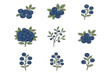 Fresh blueberry fruit vector cartoon doodle element set. Blue berry clusters, green leaves, twigs, botanical forest shrubs, and sweet organic food ingredients. ©  AR Studio Company