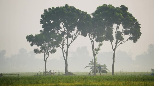 Bogura, Bangladesh - 17 May 2026: View of a farmer carrying a yoke across a green field with tall trees and a misty background.