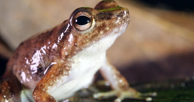 Yasuni Rocket Frog (Hyloxalus yasuni) turntable shot. From Yasuni National Park, Orellana province, the Ecuadorian Amazon.