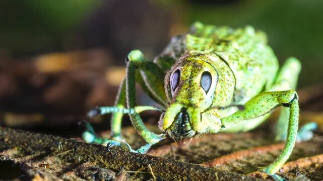 Glitter Weevil (Compsus sp.), A bright green species from the Ecuadorian Amazon. An example of structural colouration, the iridescence is created from photonic crystals within the body scales.