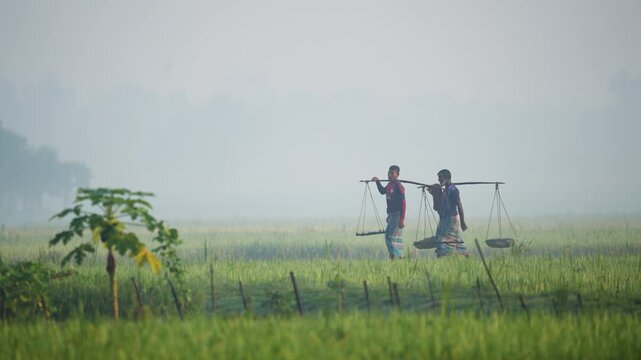 Bogura, Bangladesh - 17 May 2026: View of two farmers carrying shoulder poles with baskets across a lush green field on a foggy morning.