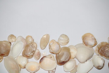 Obraz premium Sea shells isolated on white background
