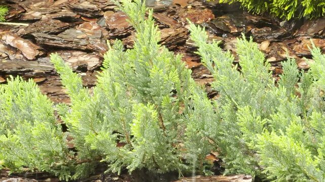 Heavy rain falls on a vibrant juniper shrub surrounded by wet pine bark mulch. The downpour creates a consistent, soft, and rhythmic rustling and splashing sound across the greenery.