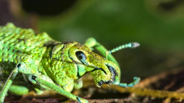 Glitter Weevil (Compsus sp.), A bright green species from the Ecuadorian Amazon. An example of structural colouration, the iridescence is created from photonic crystals within the body scales.