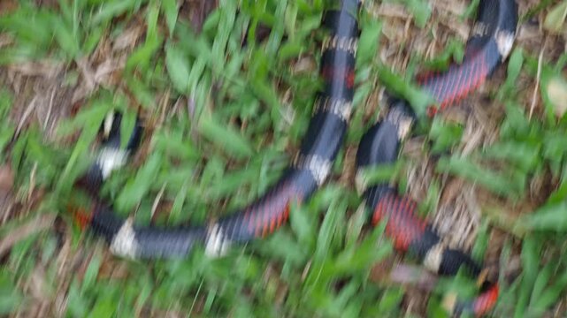 Aquatic Coral Snake (Micrurus surinamensis). A highly venomous snake. Yasuni National Park, Orellana province, the Ecuadorian Amazon.