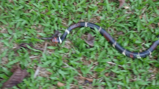 Aquatic Coral Snake (Micrurus surinamensis). A highly venomous snake. Yasuni National Park, Orellana province, the Ecuadorian Amazon.
