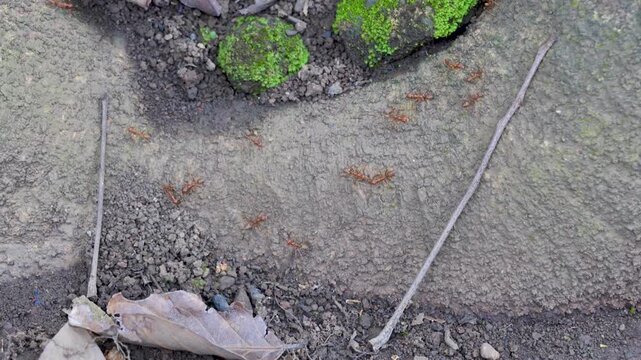 Red weaver ants crawling on a mossy tree bark.