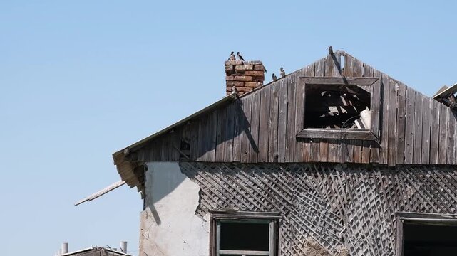 Abandoned wooden house with damaged walls, broken roof and birds sitting on a chimney. Universal background for historical documentaries, dramatic storytelling, or real estate renovation concepts.