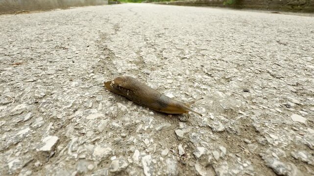 A brown slug slowly traverses the rough, gray asphalt of a road. Its steady movement across the grit is accompanied by the subtle, low-frequency hum of a distant city.