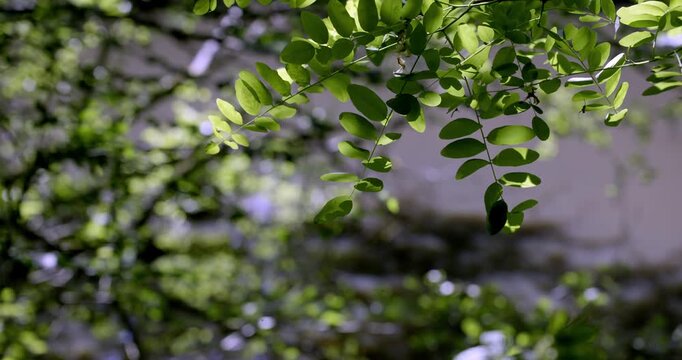 Spring colors and foliage, Auvergne, France.