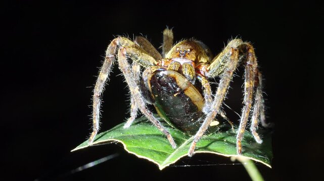 Wandering spider (family Ctenidae) eating a cockroach at night. Yasuni National Park, Orellana province, the Ecuadorian Amazon.