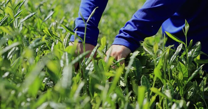 Asian woman picking green tea shoots  in spring tea farm