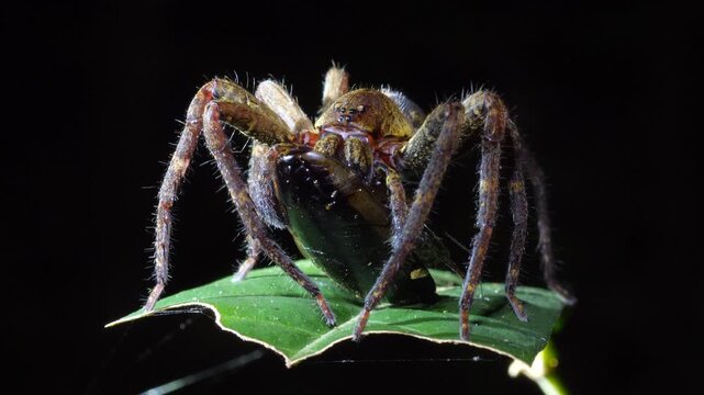 Wandering spider (family Ctenidae) eating a cockroach at night. Yasuni National Park, Orellana province, the Ecuadorian Amazon.