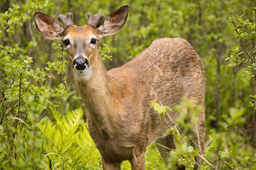 Majestic Adult White-Tailed Deer Standing in Forest Glade Looking at Camera © Samuel