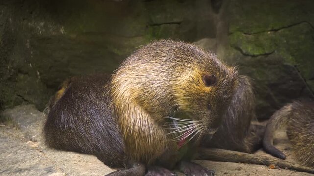 Nutria Resting in a Rocky Zoo Enclosure