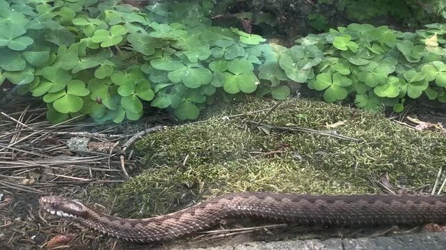 European adder Vipera berus moving through woodland floor beside wood sorrel Oxalis acetosella in temperate forest habitat. Venomous snake species native to forests heathlands and grasslands of Europe
