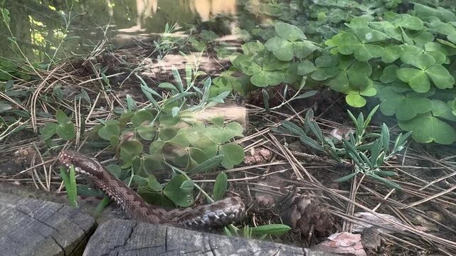 European adder Vipera berus resting on forest moss beside wood sorrel Oxalis acetosella in temperate woodland habitat. Venomous snake species native to forests grasslands and heathlands across Europe.