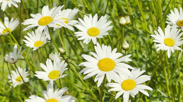 Daisies sway gently in a sunny green field. A little bee buzzes around the petals. The quiet rustle blends with the distant hum of the city and cheerful singing of birds.