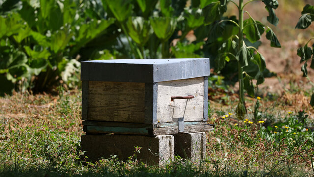 Panal de abeja