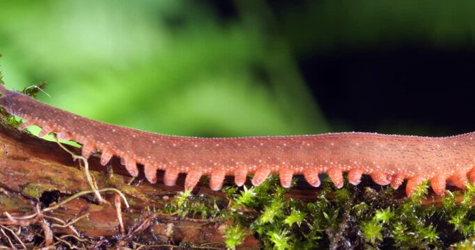 A Peripatus or velvet worm (Oroperipatus sp.) walks through frame.In the rainforest, Orellana province, Yasuni National Park in the Ecuadorian Amazon. 