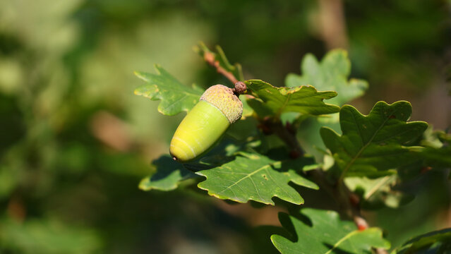 Bellota de roble