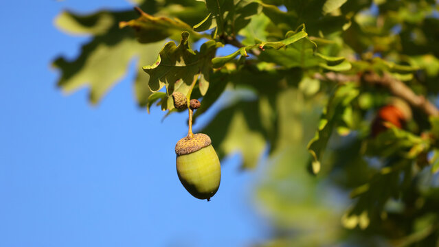 Bellota de roble