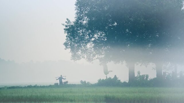 Bogura, Bangladesh - 17 May 2026: View of a worker carrying a shoulder yoke across a misty agricultural field with large trees in the background during a foggy morning.