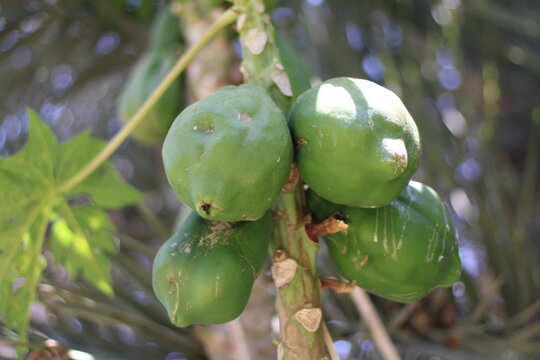 Pawpaw, Tree melon, Carica papaya, Caricaceae