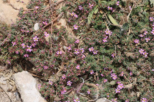 Velvety Sea heath, Frankenia laevis ssp velutina, Frankeniaceae