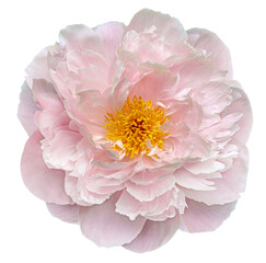 Fototapeta premium Peony flower on isolated background with clipping path. Closeup. For design. Nature.. Transparent background 